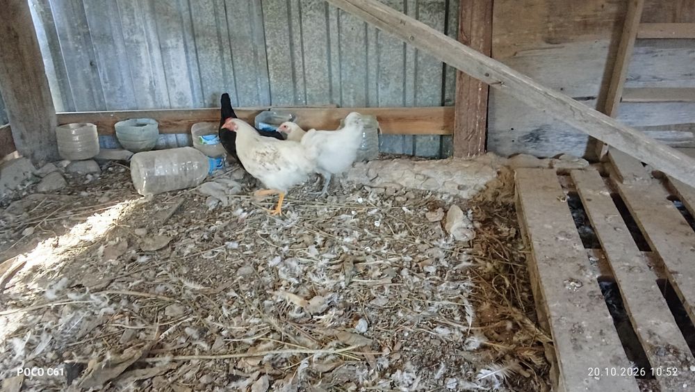 Продам кур петуха