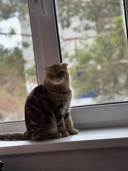 Бронь очаровательных котят