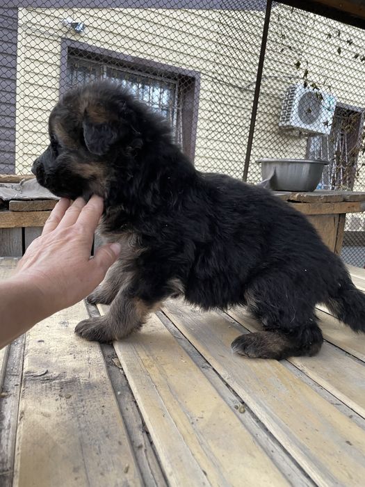 Щенки немецкой овчарки