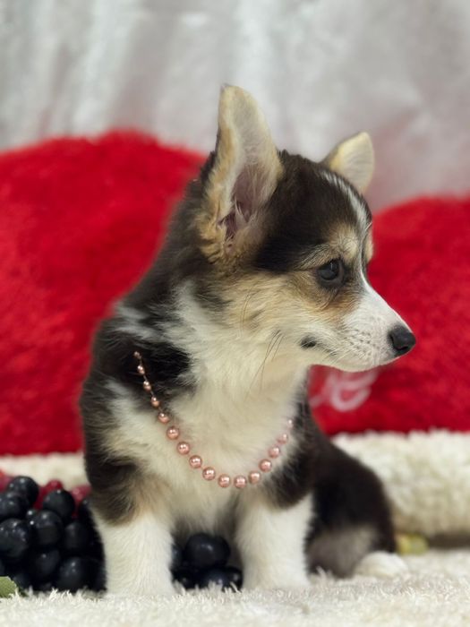 Шикарная девочка вельш корги пемброк