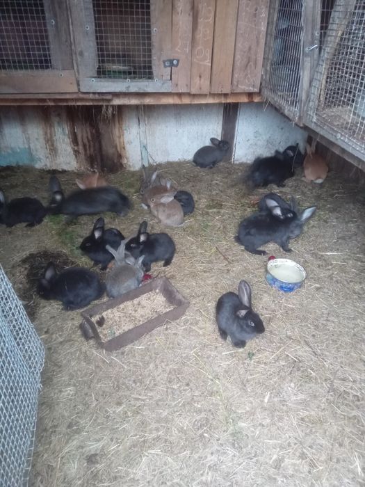 Кролики и мясо кролика.