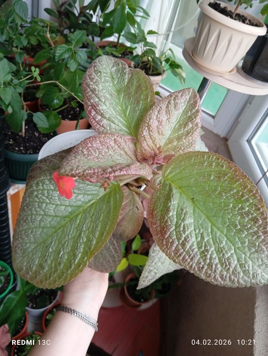 Продам цветы комнатные