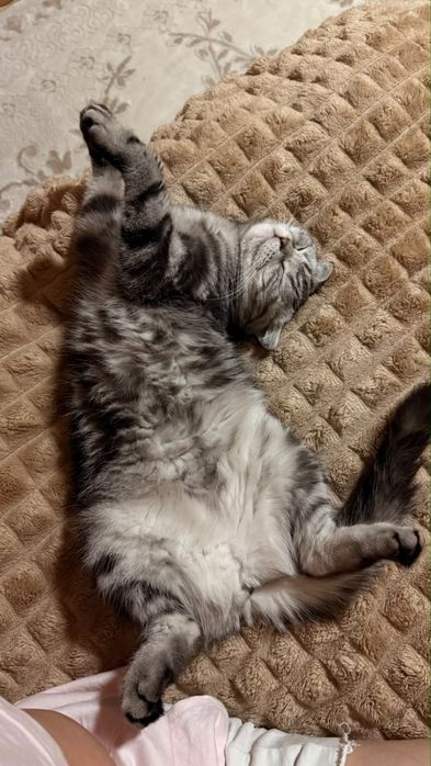 Шотландская кошка