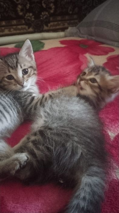 Отдам котят в добрые руки