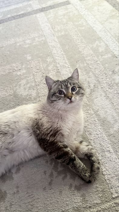 Кот приучен к лотку