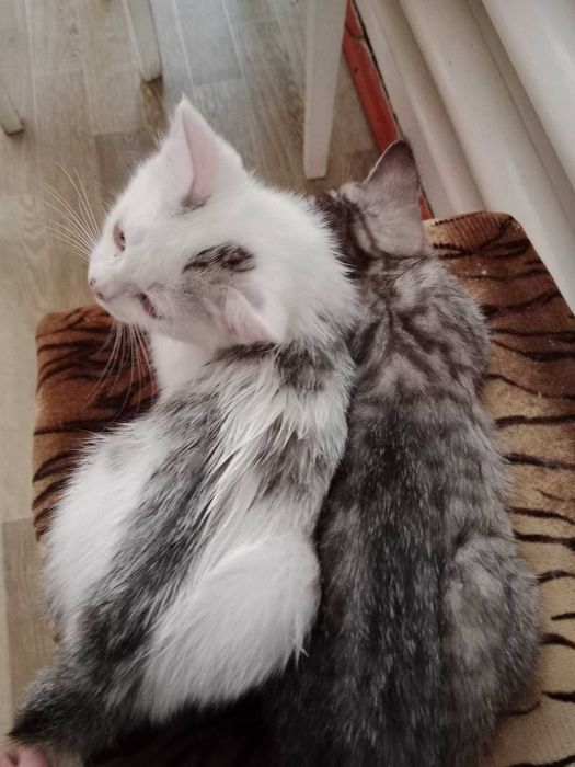 Котики ищут добрые ручки