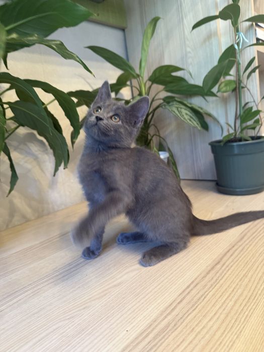 Котенок HUGO ищет любящие руки