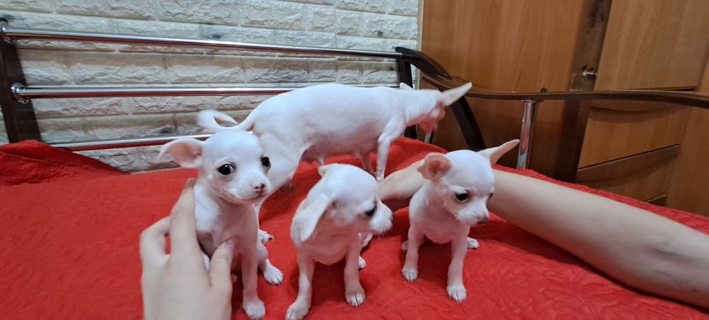 Щенки  чихуахуа   *
