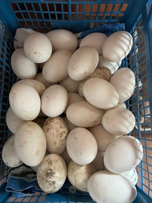 Ouă de casa Gâscă