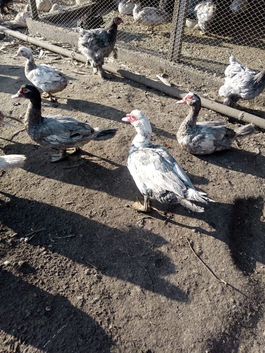 Продам молодых индоуток