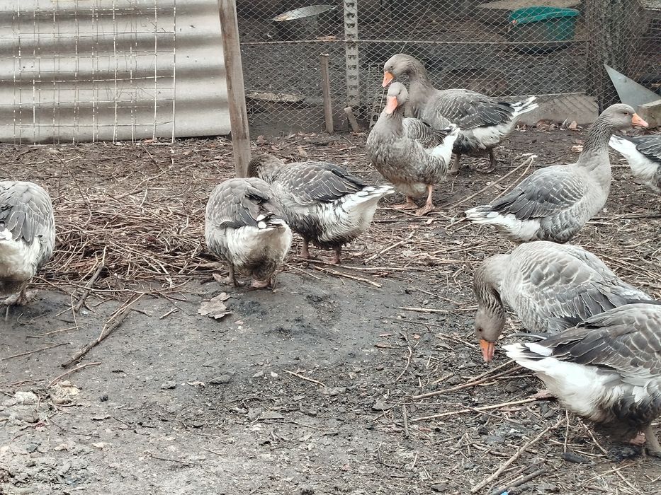 Гуси живые, откормленные!