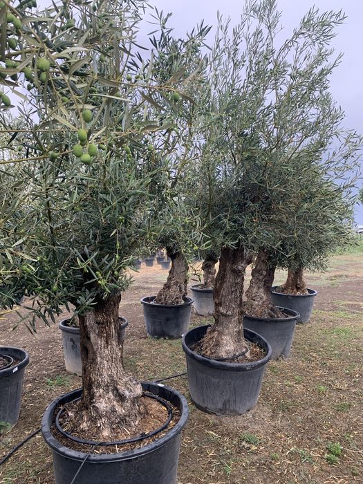 Maslin Secular la ghiveci