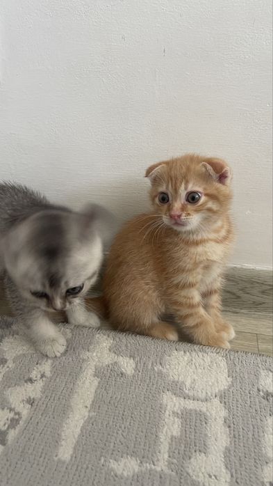 Котенок 7 апта!!