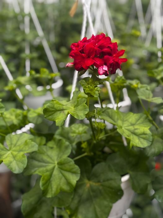 Muscate engro la pret de producator