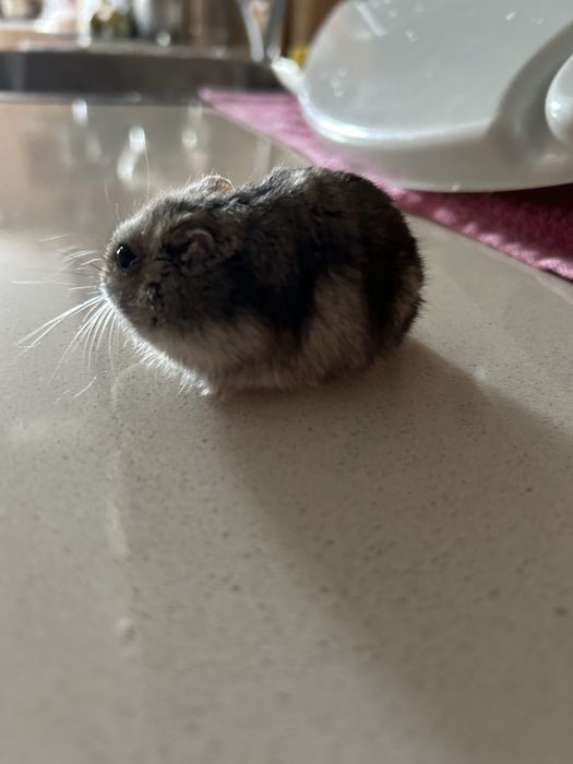 Отдам хомяка даром