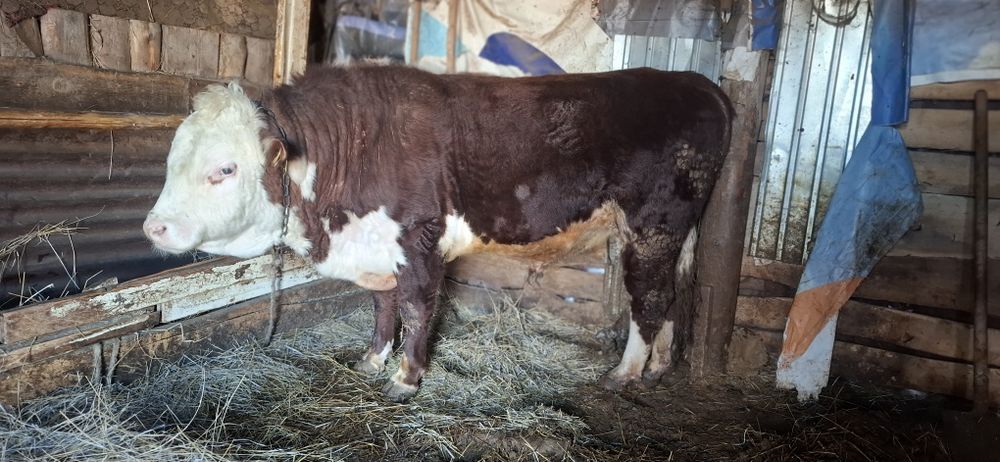 Акбас бука сатам откорм