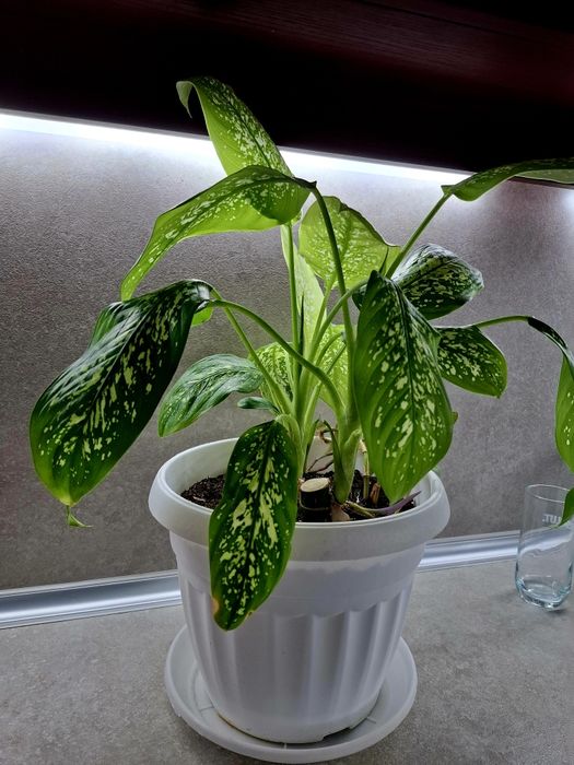Стайно цвете Дифенбахия (Dieffenbachia)