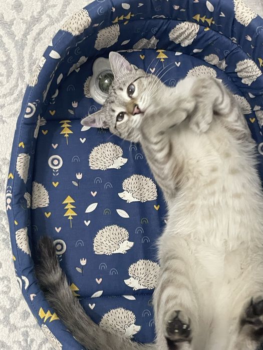 Отдам кота в хорошие и добрые руки . Голобуглазик по имени Смоки