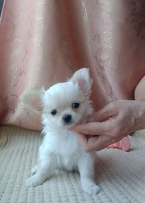 Чихуахуа щенок кобель