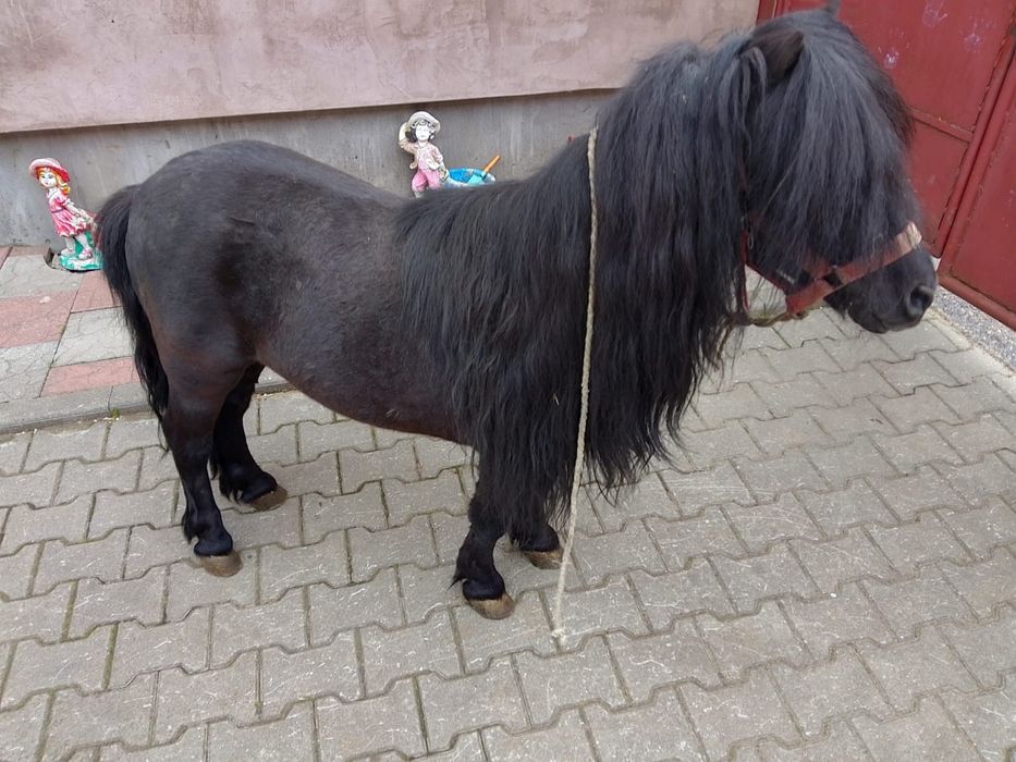 Vând ponei armăsar