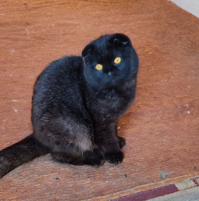 Скотиш фолд сотилади кушишга тайор