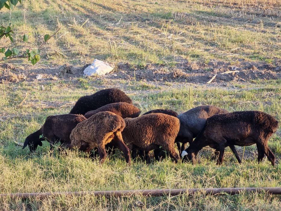 Солиқ қўйлар сотилади