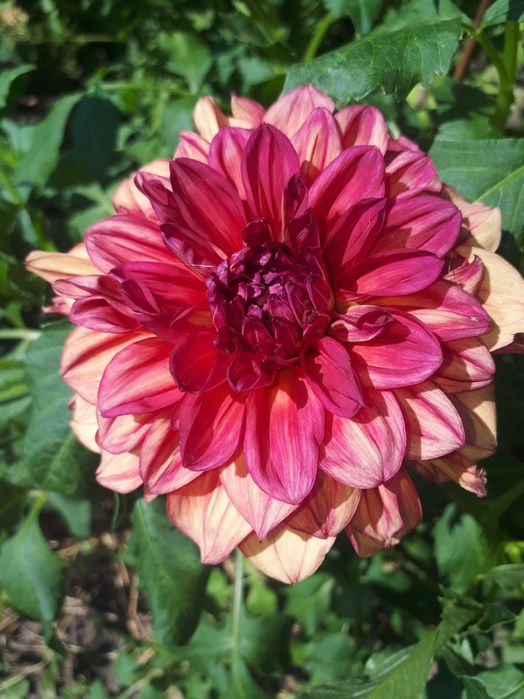 Ацидантера, канны