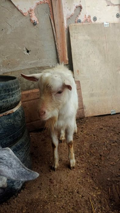 Теке сатам занен Сүтті бағытта