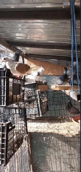 Porumbei de ornament