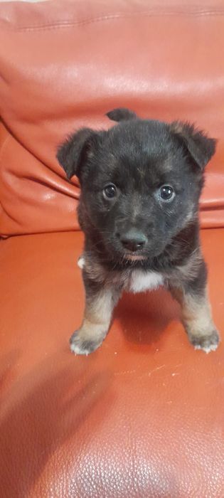 Отдаем щенков в хорошие руки