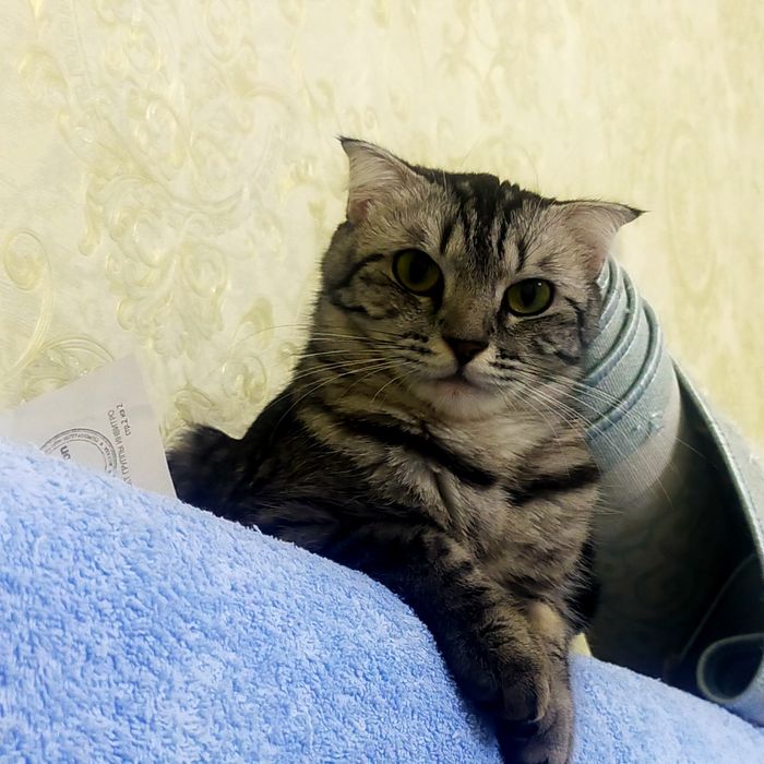 Кошка вислоухая-бесплатно