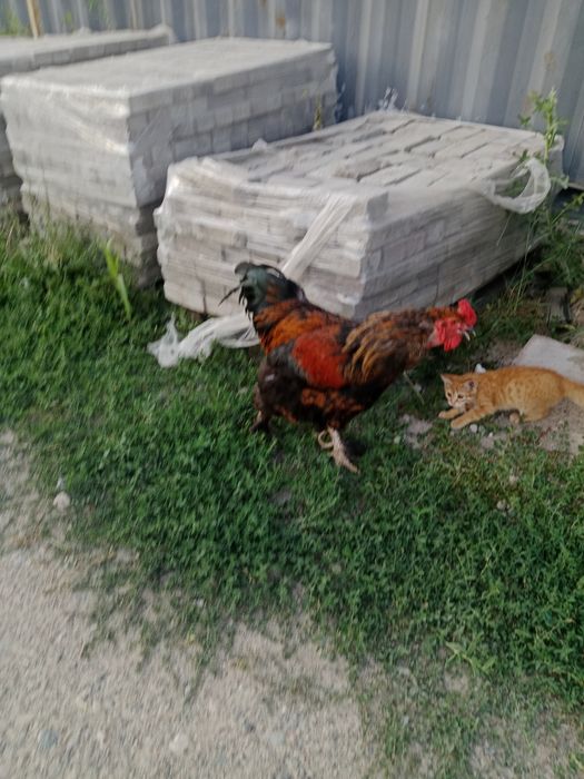 Продам петуха 4 года,