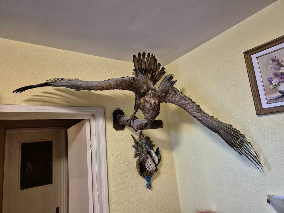 Vultur inpaiat, taxidermie