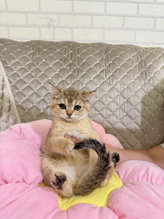 Золатая шиншилла боласи сотилади 2 ярим ойлик