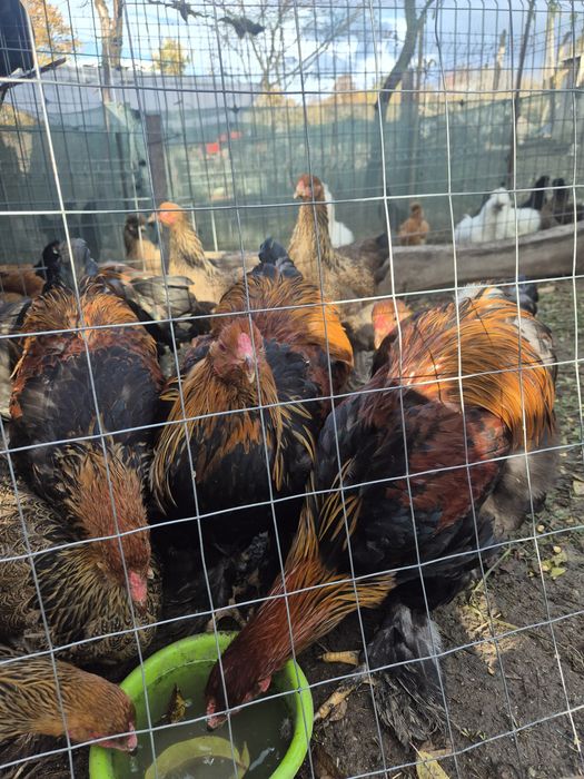 Cocoș Brahma Potarnichiu, Australorp,  Vorverk