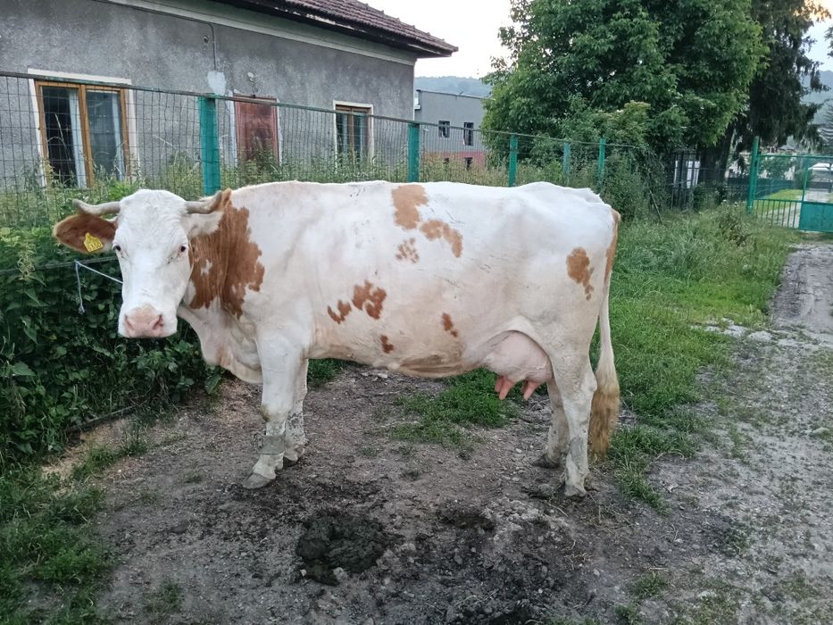 Vaca de vânzare!