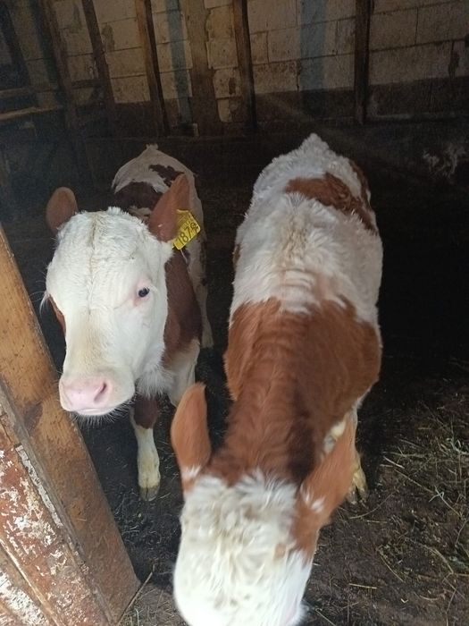 Vițele bălțată romanescă