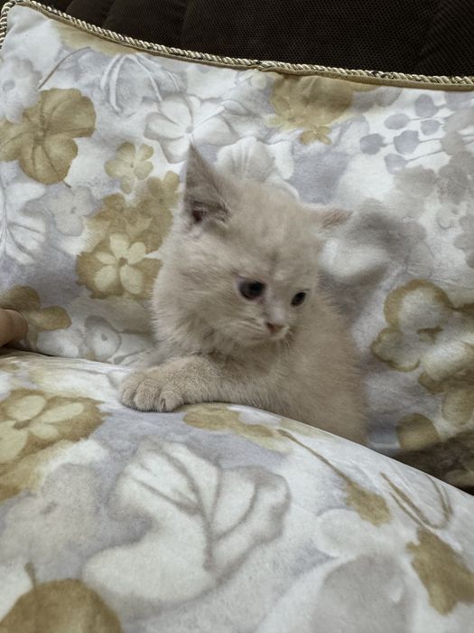 Продаются британские котята от породистых родителей