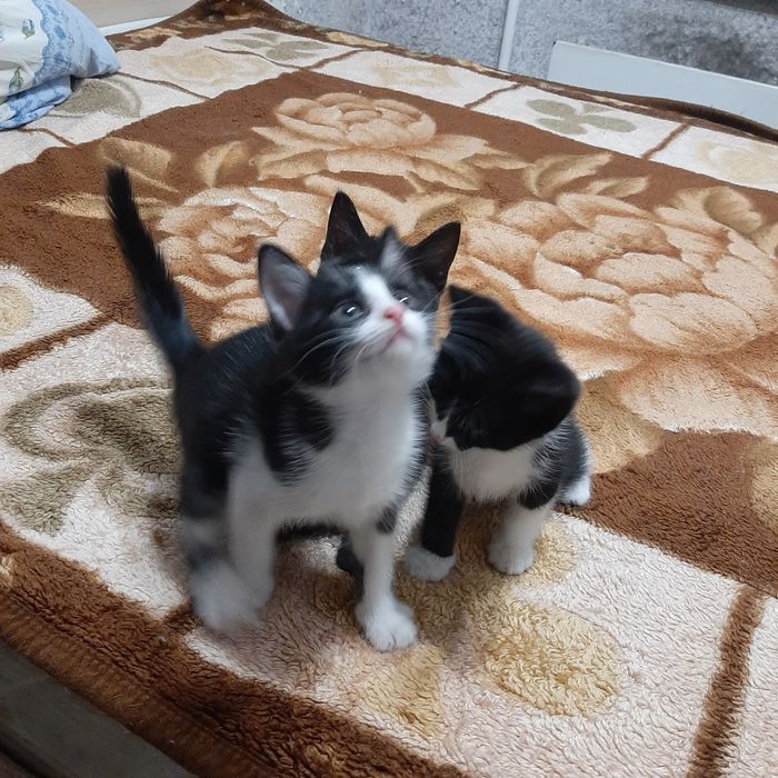 Котята ищат семью