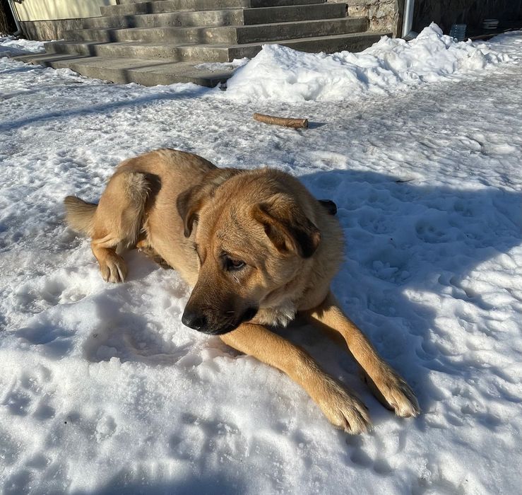 Donatie /adoptie caini talie medie/mare