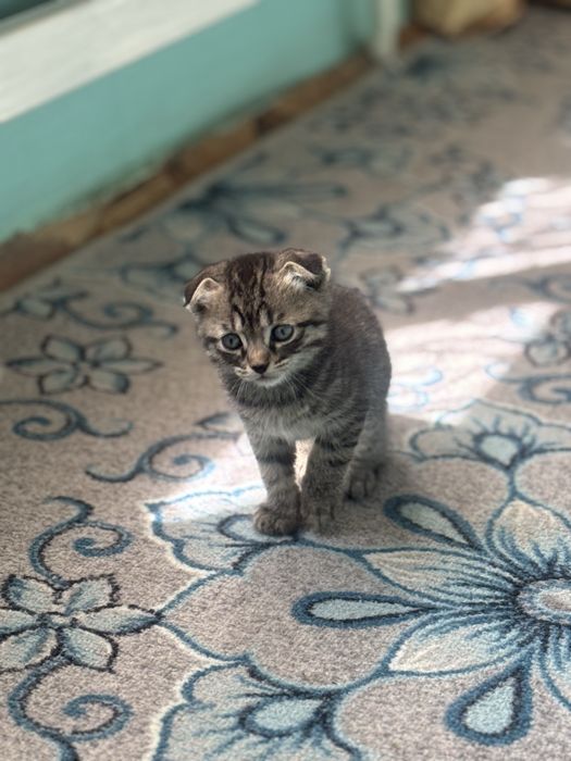 Продаем Кошку с котятами