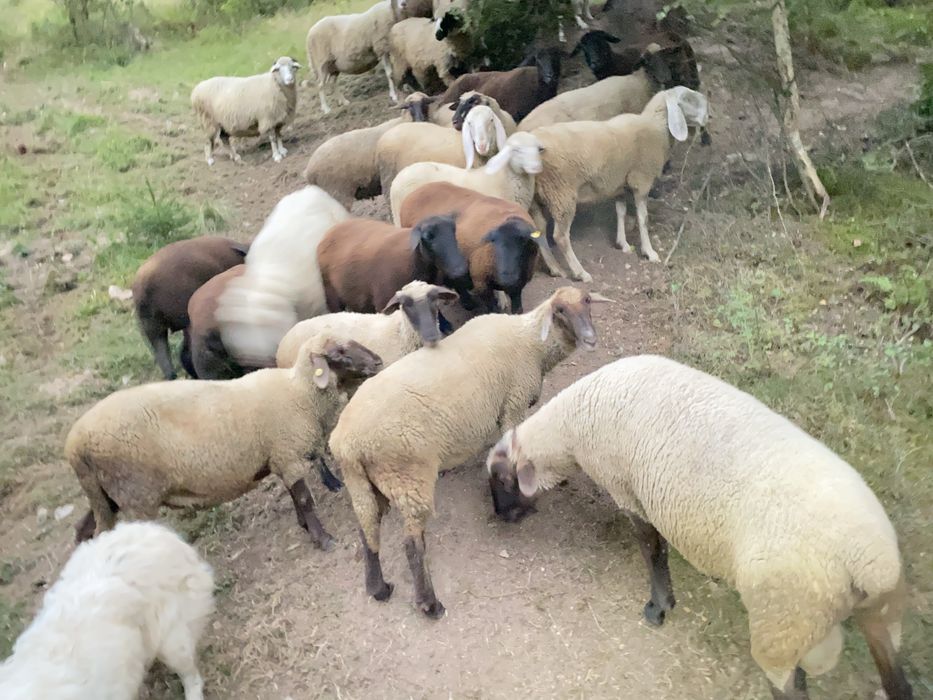 Oi de vanzare mai multe detali la telefon