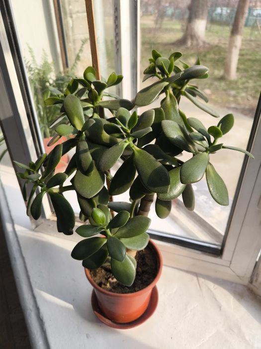 Домашний цветок в горшке Денежное дерево