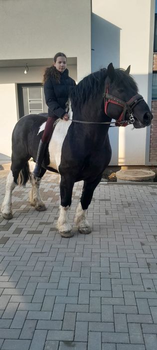 Herghelia Miclea oferă super armasari pt montă