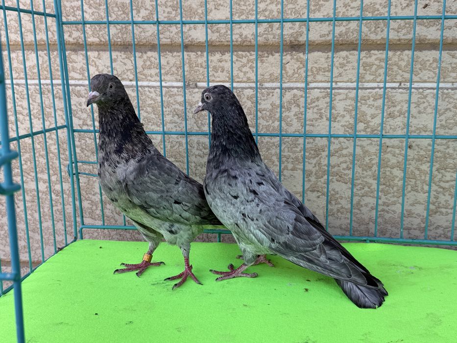 Голуби разных мастей