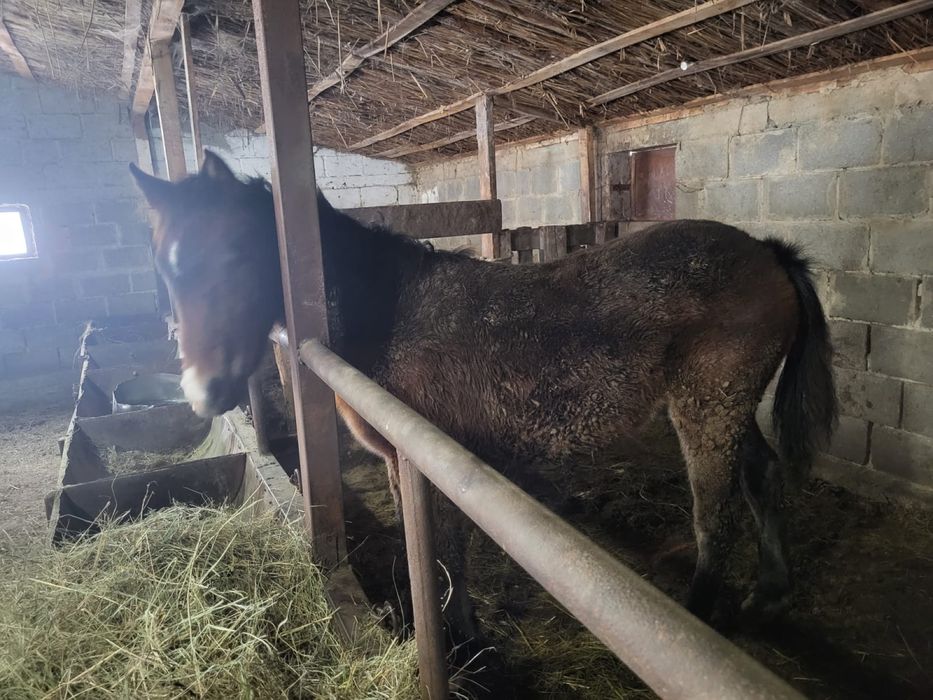 Тай согымга сатылады