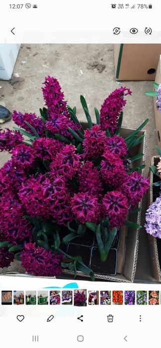 Зюмбюл в саксия за 8-ми март