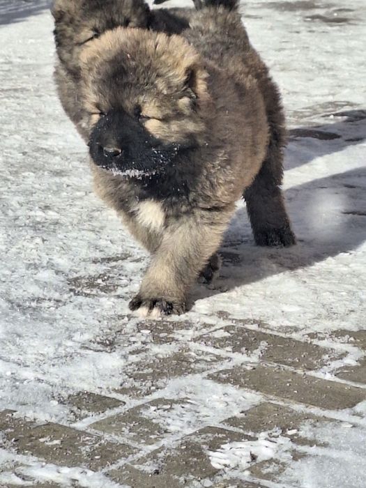 Щенки кавказская овчарки,