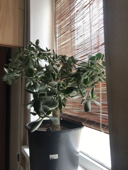 Фикус денежное дерево