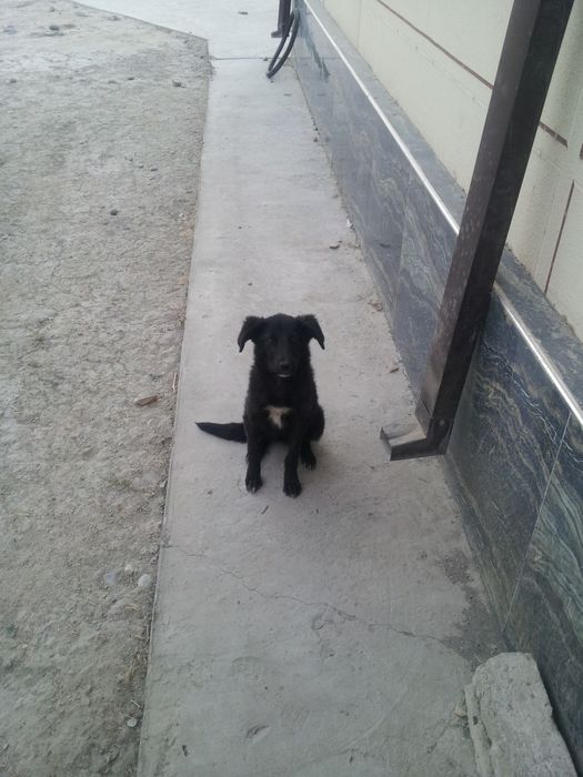 кучукча киз бола кора